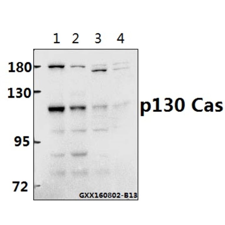 Anti-p130 Cas (V404) Antibody from Bioworld Technology (BS1416) - Antibodies.com
