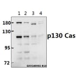 Anti-p130 Cas (V404) Antibody from Bioworld Technology (BS1416) - Antibodies.com