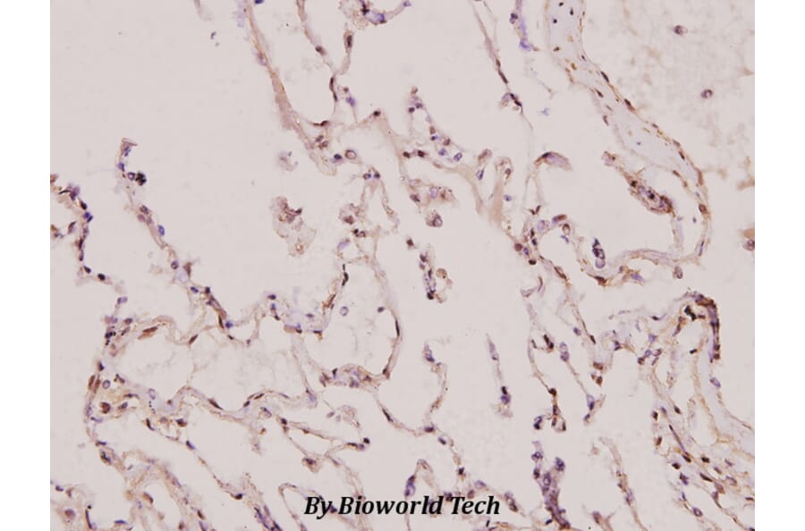 Anti-p130 Cas (V404) Antibody from Bioworld Technology (BS1416) - Antibodies.com