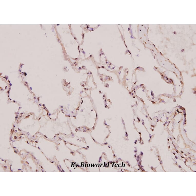 Anti-p130 Cas (V404) Antibody from Bioworld Technology (BS1416) - Antibodies.com