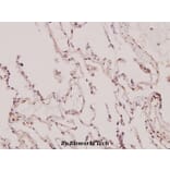Anti-p130 Cas (V404) Antibody from Bioworld Technology (BS1416) - Antibodies.com