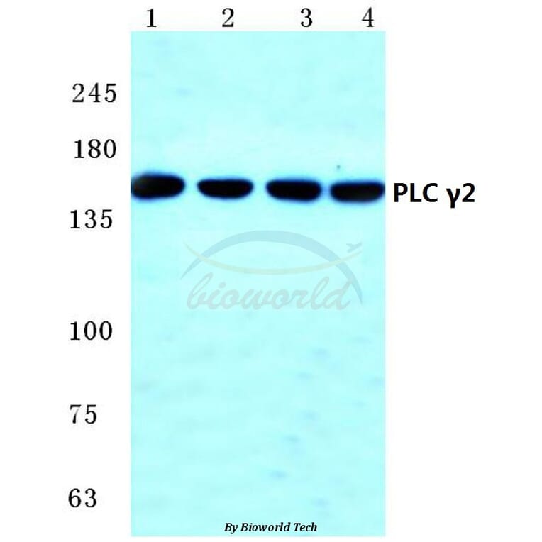 Anti-PLC γ2 (R747) Antibody from Bioworld Technology (BS1418) - Antibodies.com