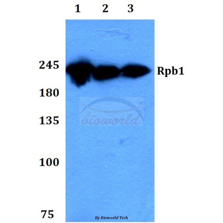 Anti-Rpb1 (P1613) Antibody from Bioworld Technology (BS1419) - Antibodies.com
