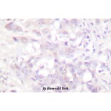 Anti-Rpb1 (P1613) Antibody from Bioworld Technology (BS1419) - Antibodies.com