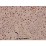 Anti-PYK2 (I574) Antibody from Bioworld Technology (BS1420) - Antibodies.com