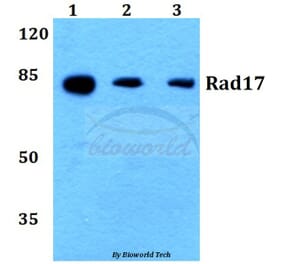 Anti-Rad17 (A639) Antibody from Bioworld Technology (BS1421) - Antibodies.com
