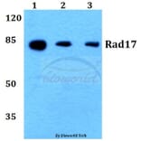Anti-Rad17 (A639) Antibody from Bioworld Technology (BS1421) - Antibodies.com