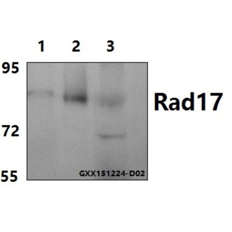 Anti-Rad17 (A639) Antibody from Bioworld Technology (BS1421) - Antibodies.com