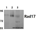 Anti-Rad17 (A639) Antibody from Bioworld Technology (BS1421) - Antibodies.com