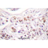 Anti-Rad17 (A639) Antibody from Bioworld Technology (BS1421) - Antibodies.com