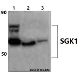 Anti-SGK1 (E416) Antibody from Bioworld Technology (BS1422) - Antibodies.com