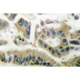 Anti-SGK1 (E416) Antibody from Bioworld Technology (BS1422) - Antibodies.com