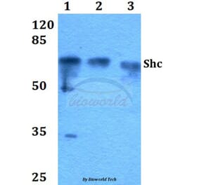 Anti-Shc (L421) Antibody from Bioworld Technology (BS1423) - Antibodies.com