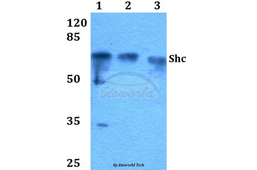 Anti-Shc (L421) Antibody from Bioworld Technology (BS1423) - Antibodies.com