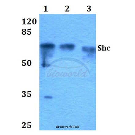 Anti-Shc (L421) Antibody from Bioworld Technology (BS1423) - Antibodies.com