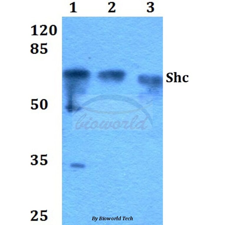Anti-Shc (L421) Antibody from Bioworld Technology (BS1423) - Antibodies.com