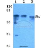Anti-Shc (L421) Antibody from Bioworld Technology (BS1423) - Antibodies.com