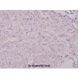 Anti-Shc (L421) Antibody from Bioworld Technology (BS1423) - Antibodies.com