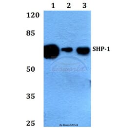 Anti-SHP-1 (K530) Antibody from Bioworld Technology (BS1424) - Antibodies.com