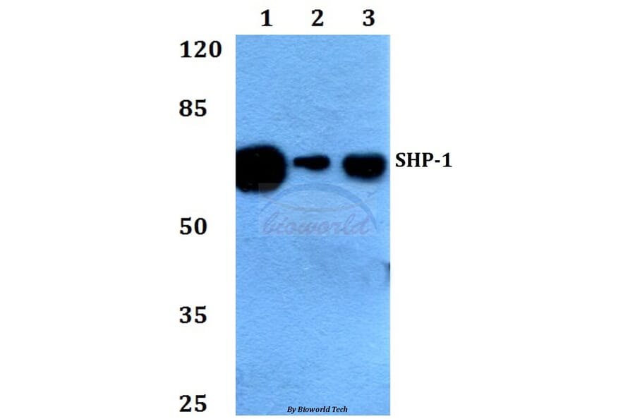 Anti-SHP-1 (K530) Antibody from Bioworld Technology (BS1424) - Antibodies.com