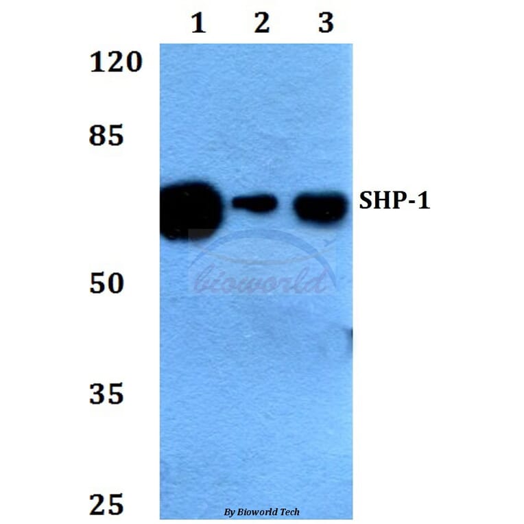 Anti-SHP-1 (K530) Antibody from Bioworld Technology (BS1424) - Antibodies.com