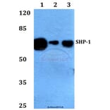 Anti-SHP-1 (K530) Antibody from Bioworld Technology (BS1424) - Antibodies.com