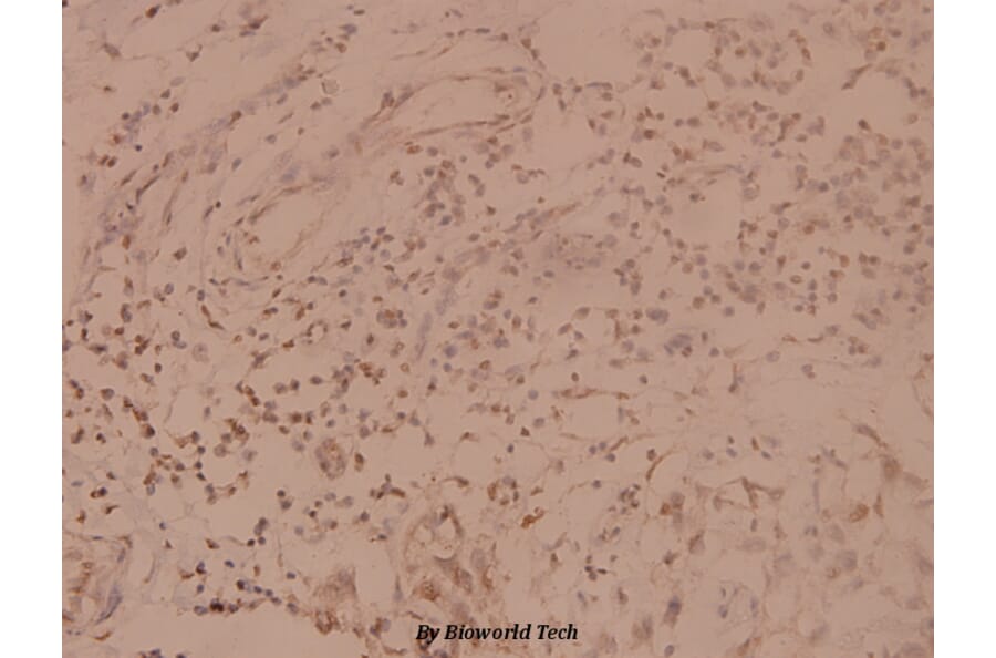 Anti-SHP-1 (K530) Antibody from Bioworld Technology (BS1424) - Antibodies.com