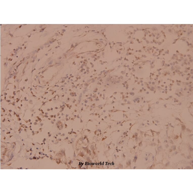 Anti-SHP-1 (K530) Antibody from Bioworld Technology (BS1424) - Antibodies.com