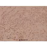 Anti-SHP-1 (K530) Antibody from Bioworld Technology (BS1424) - Antibodies.com