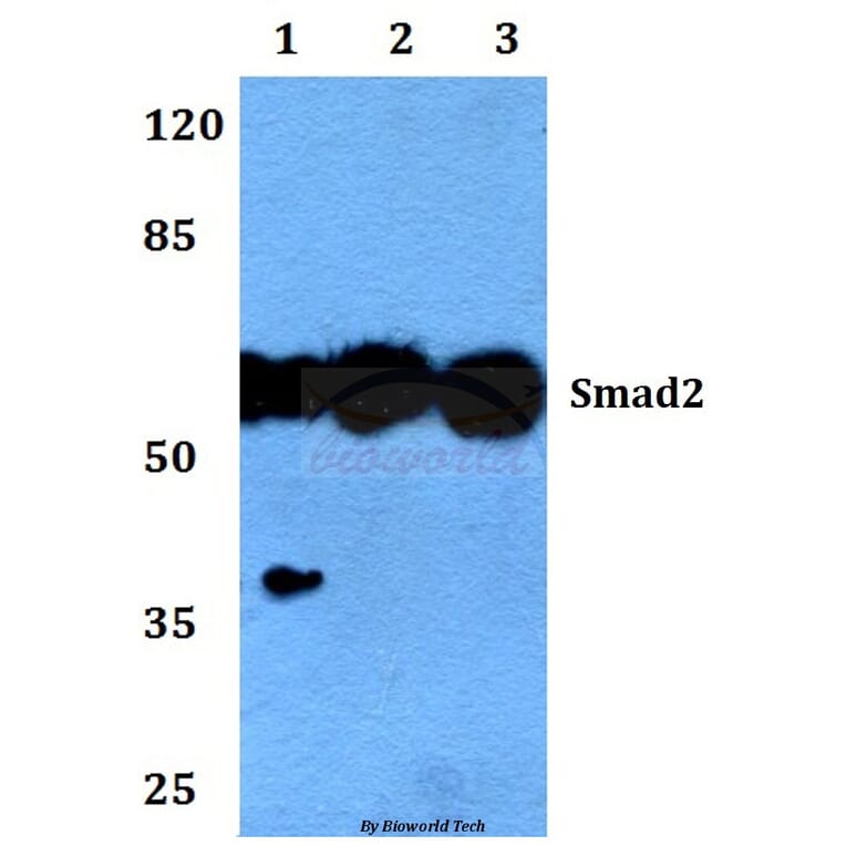 Anti-Smad2 (P459) Antibody from Bioworld Technology (BS1425) - Antibodies.com