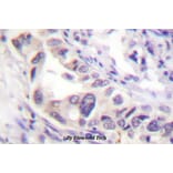 Anti-Smad2 (P459) Antibody from Bioworld Technology (BS1425) - Antibodies.com
