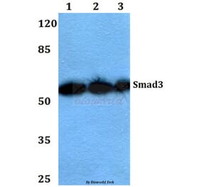 Anti-Smad3 (P417) Antibody from Bioworld Technology (BS1426) - Antibodies.com