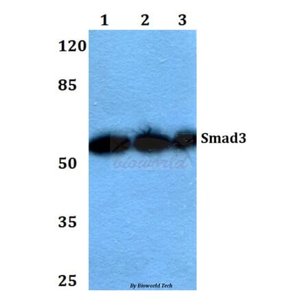 Anti-Smad3 (P417) Antibody from Bioworld Technology (BS1426) - Antibodies.com