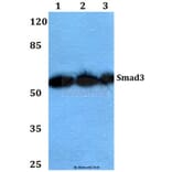 Anti-Smad3 (P417) Antibody from Bioworld Technology (BS1426) - Antibodies.com