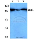 Anti-Stat4 (E687) Antibody from Bioworld Technology (BS1427) - Antibodies.com