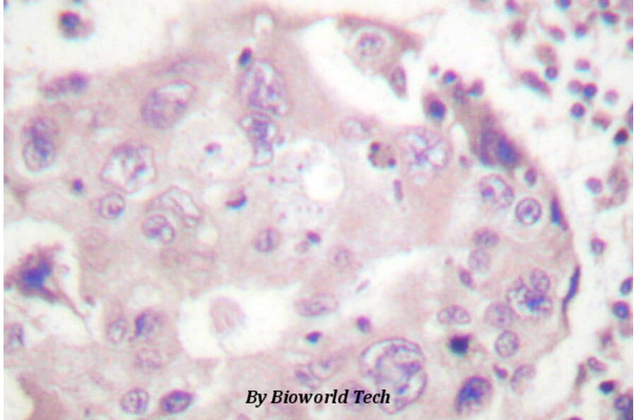 Anti-Stat4 (E687) Antibody from Bioworld Technology (BS1427) - Antibodies.com
