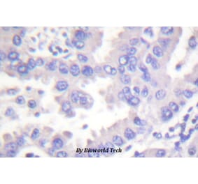 Anti-Syk (P342) Antibody from Bioworld Technology (BS1428) - Antibodies.com