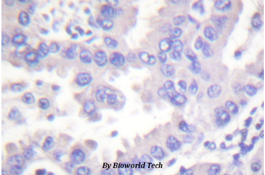 Anti-Syk (P342) Antibody from Bioworld Technology (BS1428) - Antibodies.com