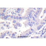 Anti-Syk (P342) Antibody from Bioworld Technology (BS1428) - Antibodies.com
