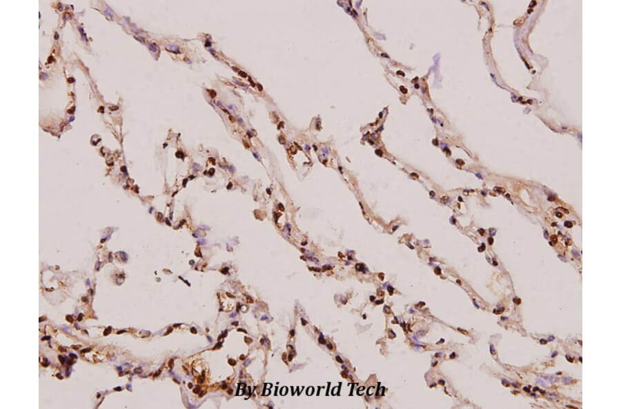 Anti-Synoretin (A111) Antibody from Bioworld Technology (BS1429) - Antibodies.com
