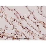 Anti-Synoretin (A111) Antibody from Bioworld Technology (BS1429) - Antibodies.com