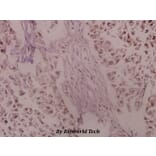 Anti-Trk A (A785) Antibody from Bioworld Technology (BS1430) - Antibodies.com