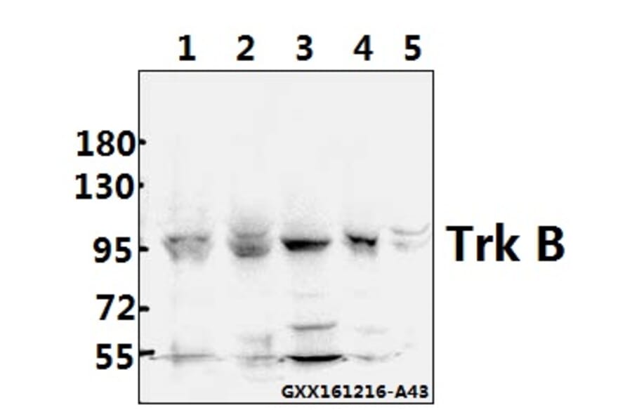 Anti-Trk B (V509) Antibody from Bioworld Technology (BS1431) - Antibodies.com