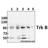 Anti-Trk B (V509) Antibody from Bioworld Technology (BS1431) - Antibodies.com