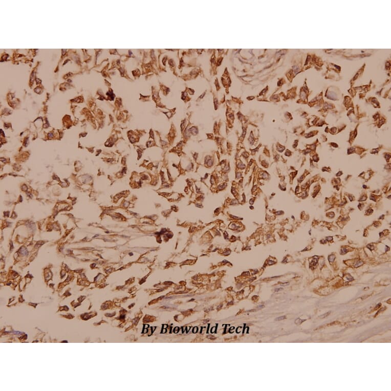 Anti-Trk B (V509) Antibody from Bioworld Technology (BS1431) - Antibodies.com