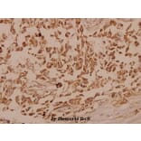 Anti-Trk B (V509) Antibody from Bioworld Technology (BS1431) - Antibodies.com