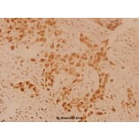 Anti-TH (Q25) Antibody from Bioworld Technology (BS1432) - Antibodies.com