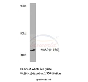 Anti-VASP (H150) Antibody from Bioworld Technology (BS1433) - Antibodies.com