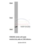 Anti-VASP (H150) Antibody from Bioworld Technology (BS1433) - Antibodies.com