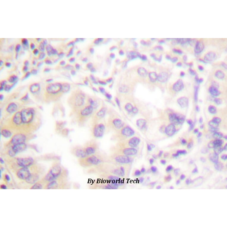 Anti-VASP (H150) Antibody from Bioworld Technology (BS1433) - Antibodies.com